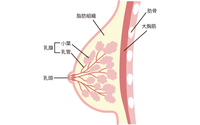 乳がんについて